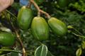 Spondias pinnata